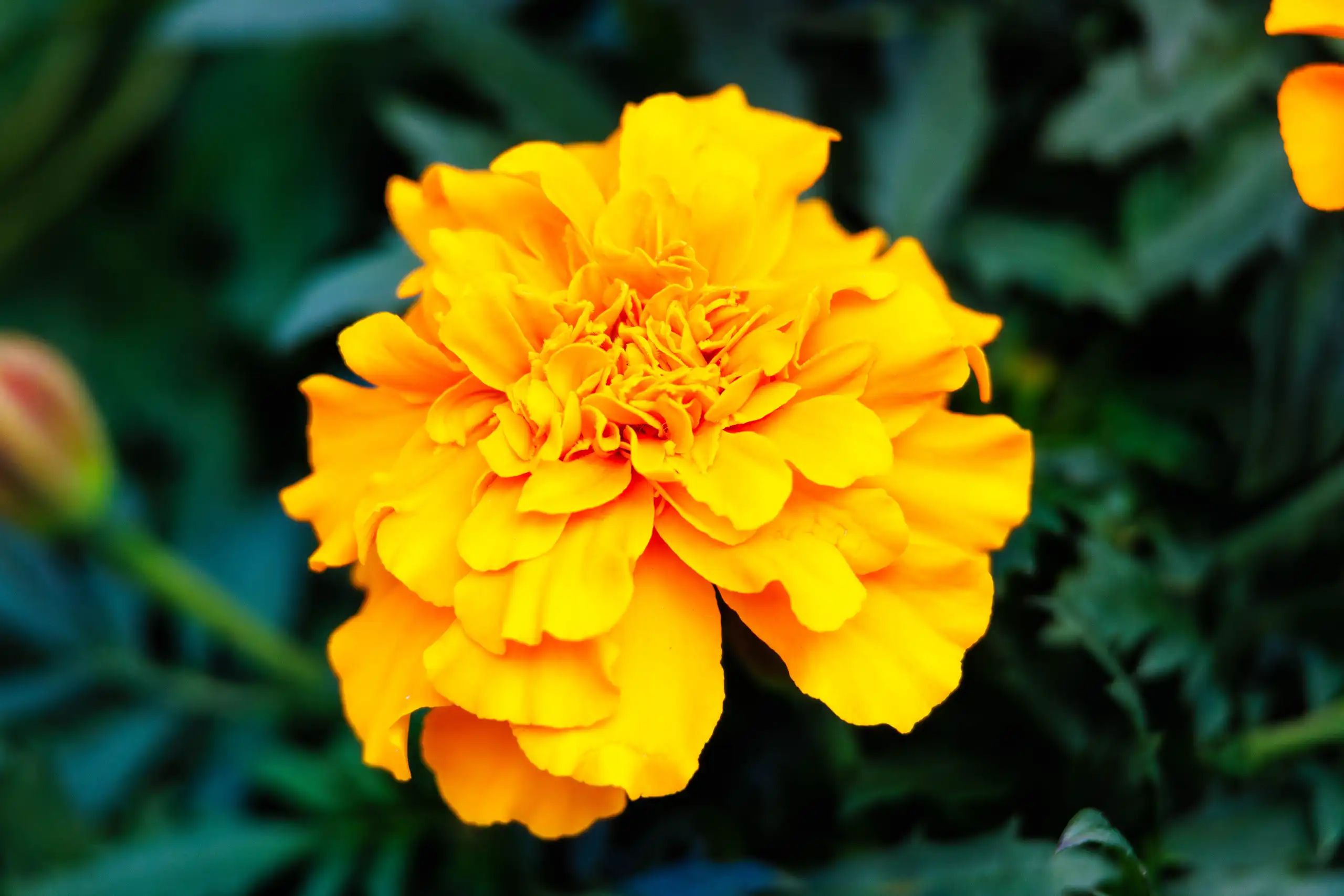 Full width image description